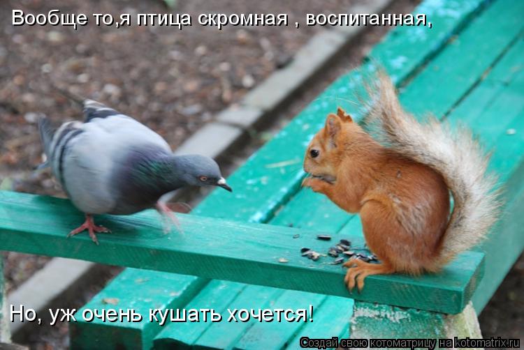 Котоматрица: Вообще то,я птица скромная , воспитанная, Но, уж очень кушать хочется!