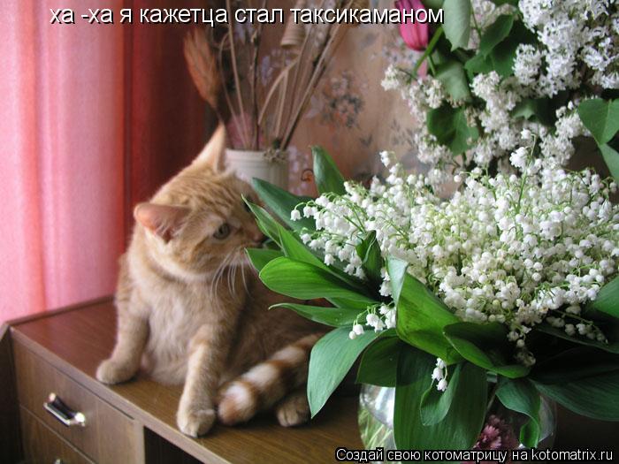 ха -ха я кажетца стал таксикаманом... Котоматрица: ха -ха я кажетца стал таксикаманом