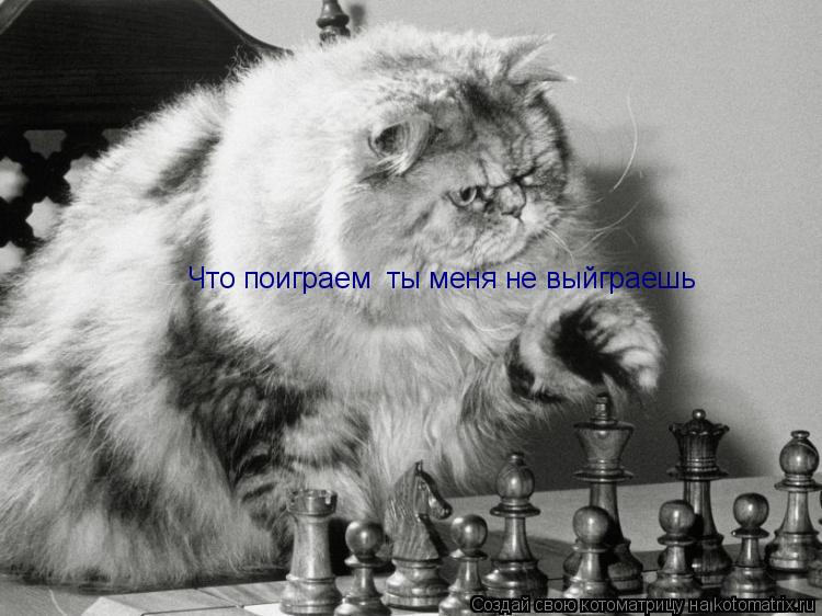 Что поиграем ты меня не выйграешь... Котоматрица: Что поиграем ты меня не выйграешь