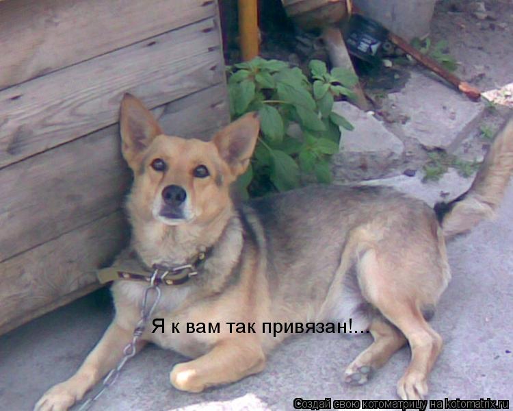 Я к вам так привязан!...... Котоматрица: Я к вам так привязан!...