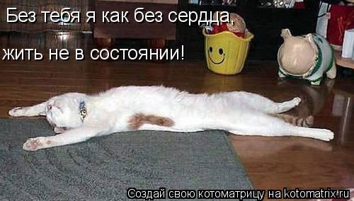 Без тебя я как без сердца, жить не в состоянии!... Котоматрица: Без тебя я как без сердца, жить не в состоянии!