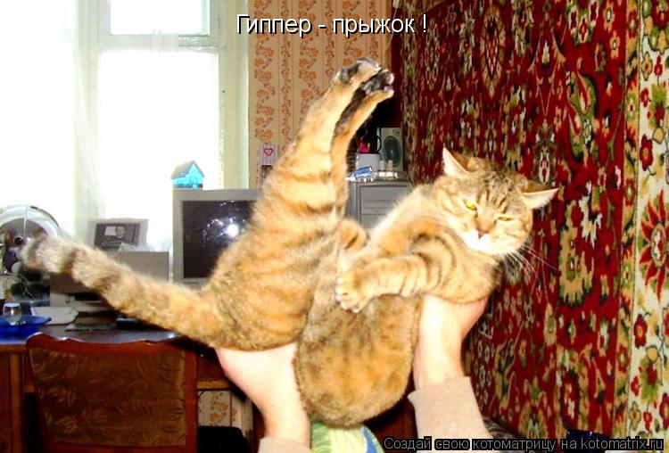 Гиппер - прыжок !... Котоматрица: Гиппер - прыжок !