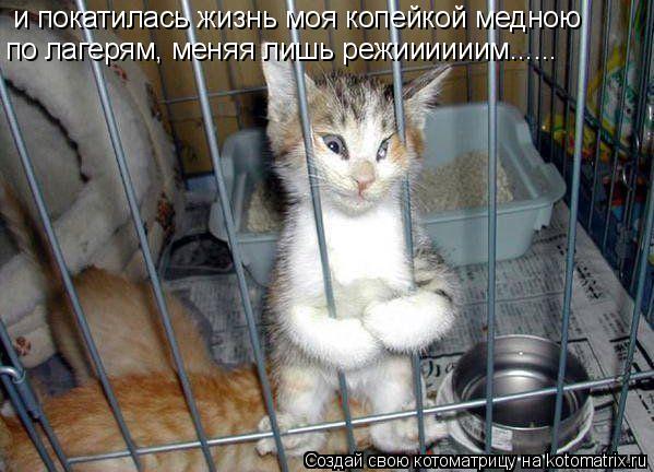 и покатилась жизнь моя копейкой медною по лагерям, меняя лишь режиииииим......... Котоматрица: и покатилась жизнь моя копейкой медною по лагерям, меняя лишь режиииииим......