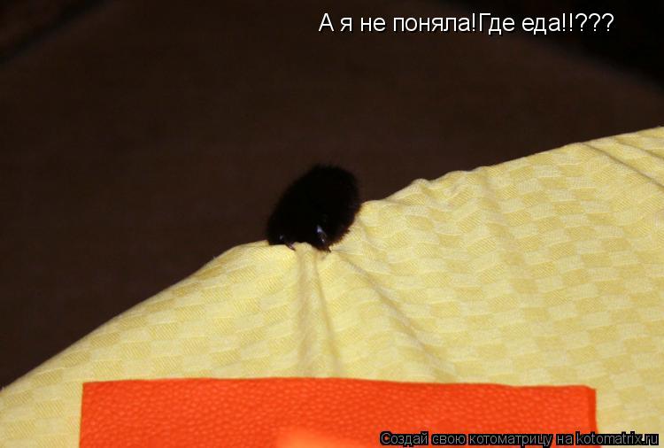 А я не поняла!Где еда!!???... Котоматрица: А я не поняла!Где еда!!???