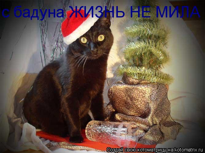 Котоматрица: с бадуна ЖИЗНЬ НЕ МИЛА