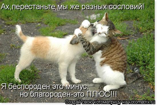 Ах,перестаньте,мы же разных сословий! Я беспороден,это минус, но благороден-это ПЛЮС!!!... Котоматрица: Ах,перестаньте,мы же разных сословий! Я беспороден,это минус, но благороден-это ПЛЮС!!!