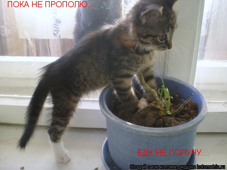 ПОКА НЕ ПРОПОЛЮ.... ЕДУ НЕ ПОЛУЧУ....... Котоматрица: ПОКА НЕ ПРОПОЛЮ.... ЕДУ НЕ ПОЛУЧУ....