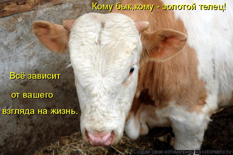 Кому бык,кому - золотой телец! Всё зависит от вашего взгляда на жизнь.... Котоматрица: Кому бык,кому - золотой телец! Всё зависит от вашего взгляда на жизнь.
