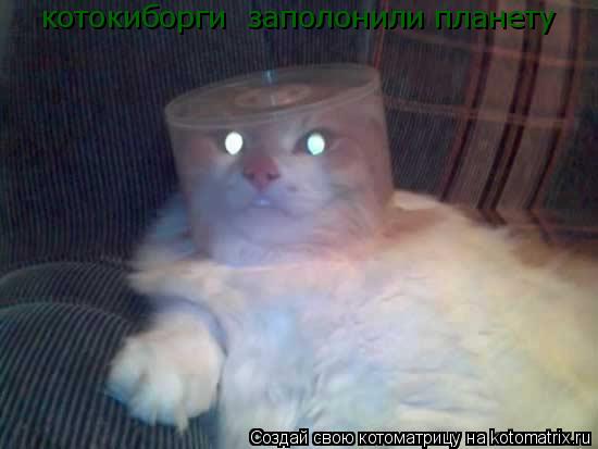 Котоматрица: котокиборги  заполонили планету