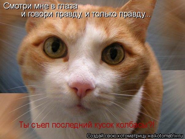 Смотри мне в глаза и говори правду, и только правду... Ты съел последний кусок колбасы?!... Котоматрица: Смотри мне в глаза и говори правду, и только правду... Ты съел последний кусок колбасы?!