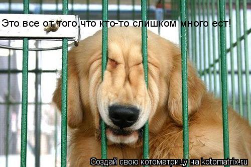 Это все от того,что кто-то слишком много ест!... Котоматрица: Это все от того,что кто-то слишком много ест!