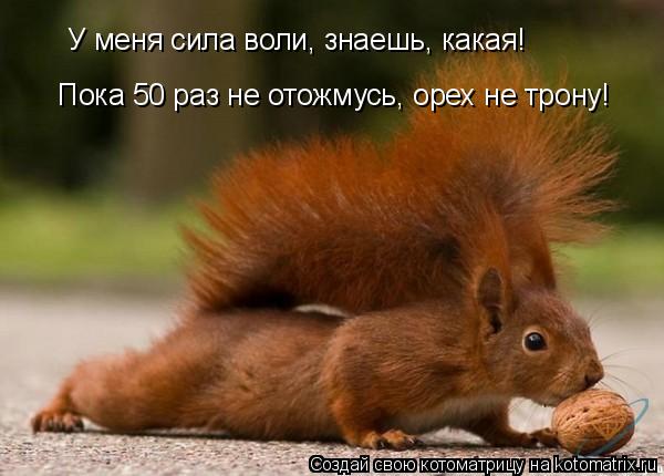 У меня сила воли, знаешь, какая! Пока 50 раз не отожмусь, орех не трону!... Котоматрица: У меня сила воли, знаешь, какая! Пока 50 раз не отожмусь, орех не трону!