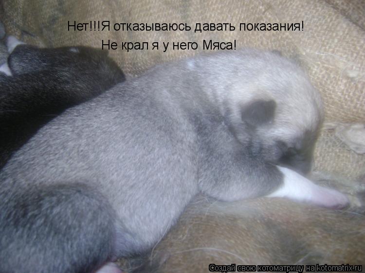 Нет!!!Я отказываюсь давать показания! Не крал я у него Мяса!... Котоматрица: Нет!!!Я отказываюсь давать показания! Не крал я у него Мяса!