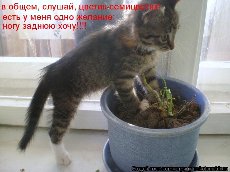 в общем, слушай, цветик-семицветик! есть у меня одно желание: ногу заднюю хочу!!!!... Котоматрица: в общем, слушай, цветик-семицветик! есть у меня одно желание: ногу заднюю хочу!!!!