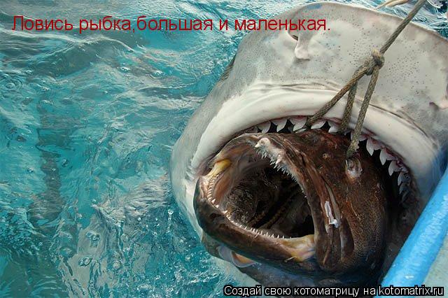 Ловись рыбка,большая и маленькая.... Котоматрица: Ловись рыбка,большая и маленькая.