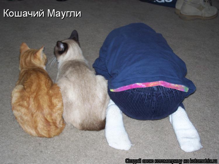 Кошачий Маугли... Котоматрица: Кошачий Маугли