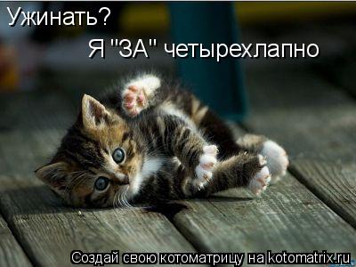 Ужинать? Я "ЗА" четырехлапно... Котоматрица: Ужинать? Я "ЗА" четырехлапно