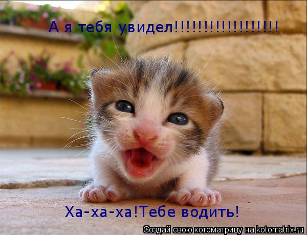 А я тебя увидел!!!!!!!!!!!!!!!!!! Ха-ха-ха!Тебе водить!... Котоматрица: А я тебя увидел!!!!!!!!!!!!!!!!!! Ха-ха-ха!Тебе водить!