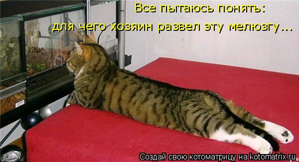 Все пытаюсь понять: для чего хозяин развел эту мелюзгу...... Котоматрица: Все пытаюсь понять: для чего хозяин развел эту мелюзгу...