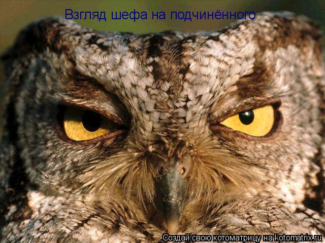 Взгляд шефа на подчинённого... Котоматрица: Взгляд шефа на подчинённого