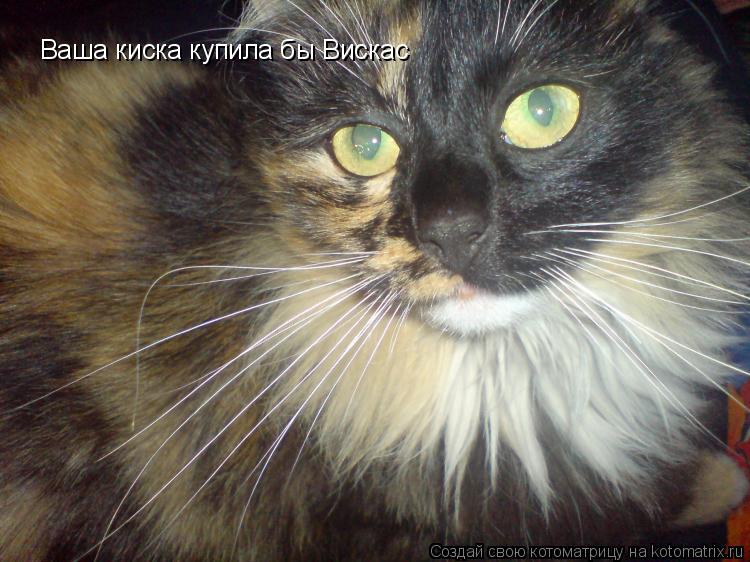 Ваша киска купила бы Вискас... Котоматрица: Ваша киска купила бы Вискас