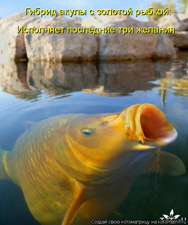 Гибрид акулы с золотой рыбкой: Исполняет последние три желания... Котоматрица: Гибрид акулы с золотой рыбкой: Исполняет последние три желания