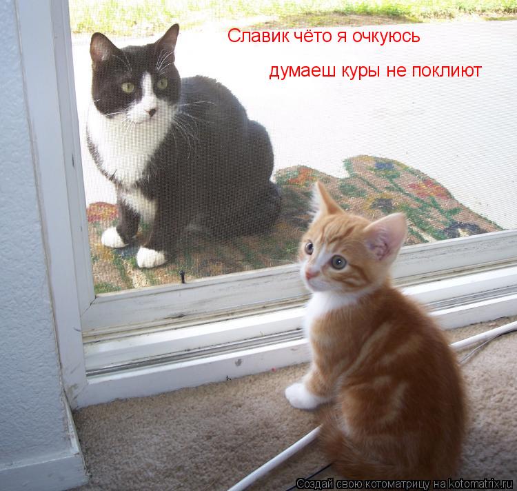 Славик чёто я очкуюсь думаеш куры не поклиют... Котоматрица: Славик чёто я очкуюсь думаеш куры не поклиют