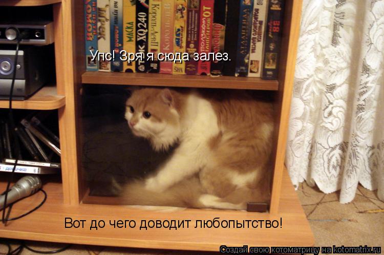 Упс! Зря я сюда залез. Вот до чего доводит любопытство!... Котоматрица: Упс! Зря я сюда залез. Вот до чего доводит любопытство!