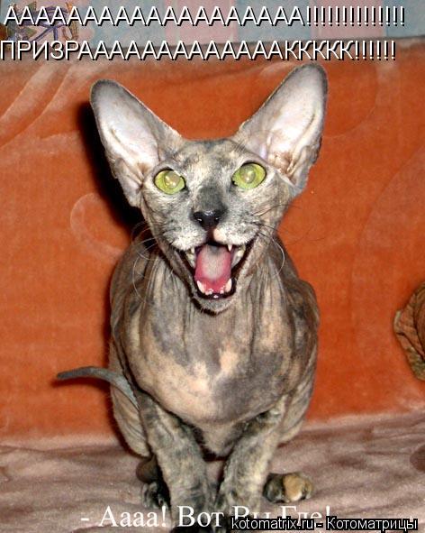 ААААААААААААААААААА!!!!!!!!!!!!!! ПРИЗРАААААААААААААККККК!!!!!!... Котоматрица: ААААААААААААААААААА!!!!!!!!!!!!!! ПРИЗРАААААААААААААККККК!!!!!!