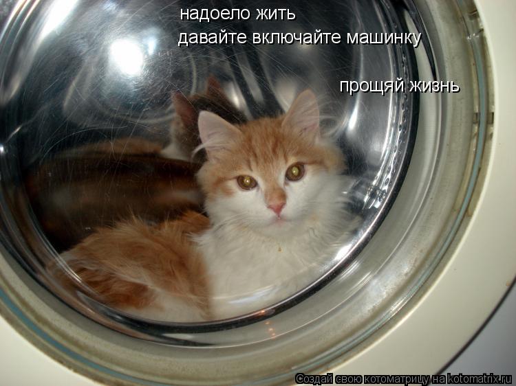 надоело жить давайте включайте машинку прощяй жизнь... Котоматрица: надоело жить давайте включайте машинку прощяй жизнь