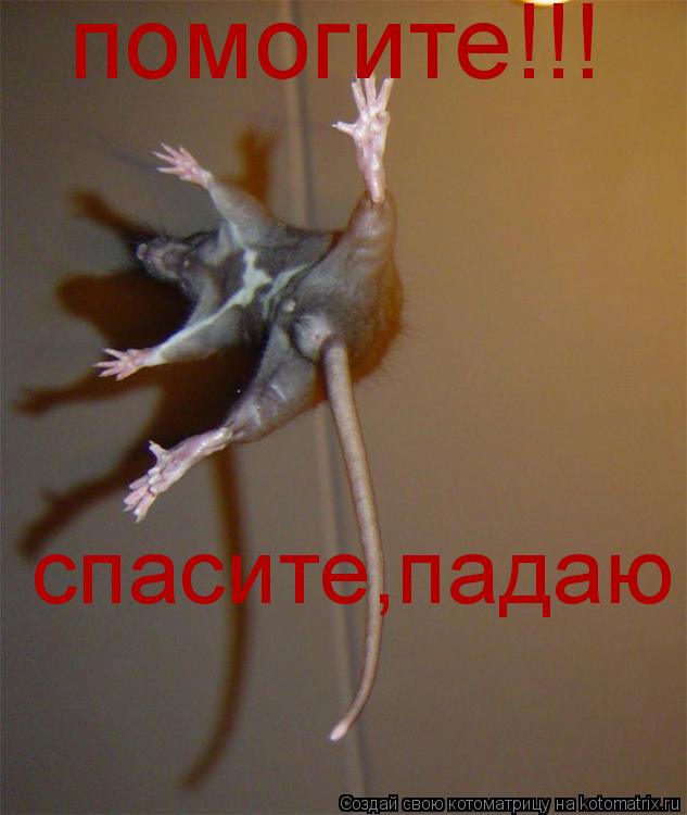 помогите!!! спасите,падаю... Котоматрица: помогите!!! спасите,падаю