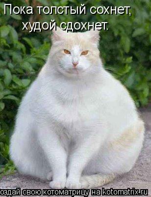 Пока толстый сохнет, худой сдохнет.... Котоматрица: Пока толстый сохнет, худой сдохнет.