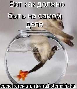 Вот как должно быть на самом деле... Котоматрица: Вот как должно быть на самом деле