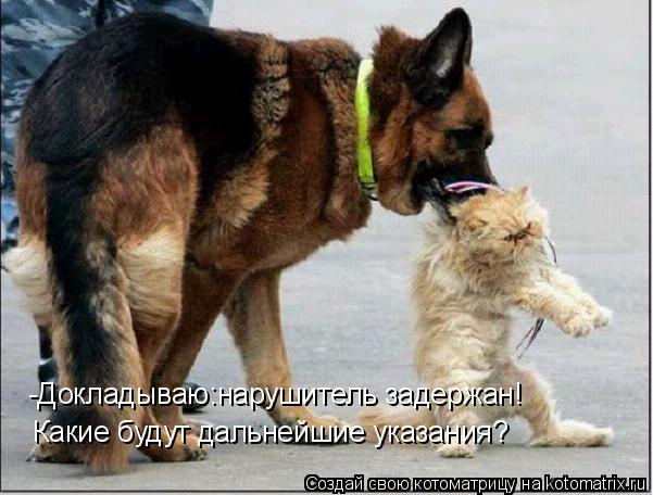 -Докладываю:нарушитель задержан! Какие будут дальнейшие указания?... Котоматрица: -Докладываю:нарушитель задержан! Какие будут дальнейшие указания?