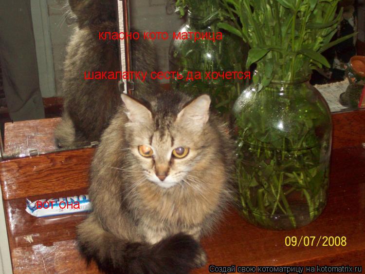 класно кото матрица класно кото матрица шакалатку сесть да хочется вот она... Котоматрица: класно кото матрица класно кото матрица шакалатку сесть да хочется вот она