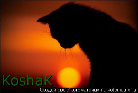 Котоматрица: KoshaK