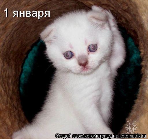 1 января... Котоматрица: 1 января