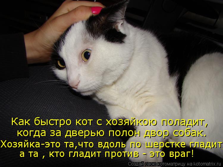 Котоматрица: Хозяйка-это та,что вдоль по шерстке гладит, а та , кто гладит против - это враг! когда за дверью полон двор собак. Как быстро кот с хозяйкою пол