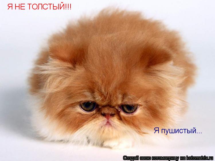 Я НЕ ТОЛСТЫЙ!!! Я пушистый...... Котоматрица: Я НЕ ТОЛСТЫЙ!!! Я пушистый...
