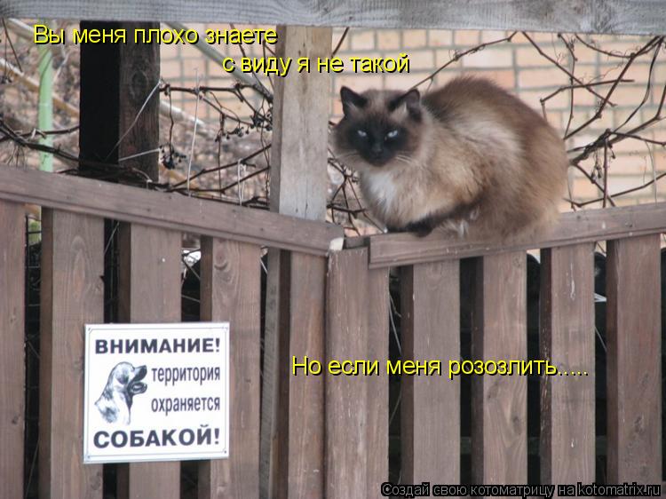 Котоматрица: Вы меня плохо знаете с виду я не такой Но если меня розозлить.....