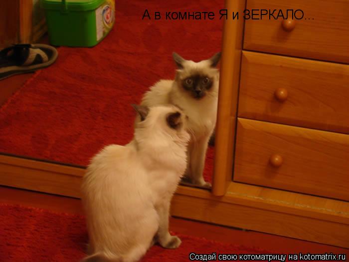 А в комнате Я и ЗЕРКАЛО...... Котоматрица: А в комнате Я и ЗЕРКАЛО...