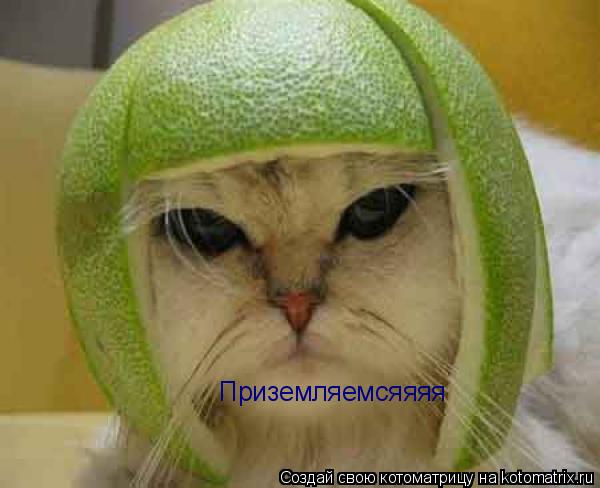 Котоматрица: Приземляемсяяяя