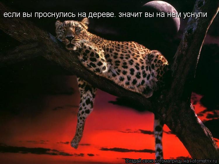 если вы проснулись на дереве. значит вы на нем уснули... Котоматрица: если вы проснулись на дереве. значит вы на нем уснули