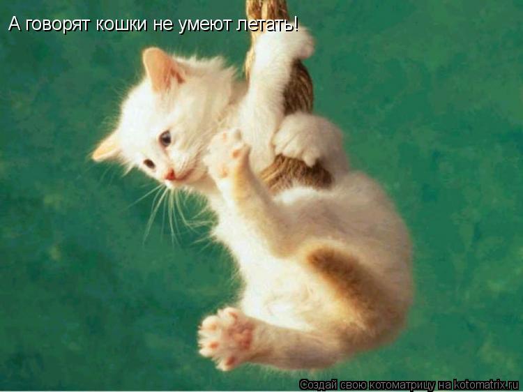 А говорят кошки не умеют летать!... Котоматрица: А говорят кошки не умеют летать!