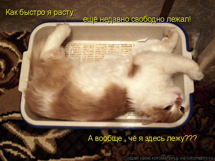 Как быстро я расту, ещё недавно свободно лежал! А вообще , чё я здесь лежу???... Котоматрица: Как быстро я расту, ещё недавно свободно лежал! А вообще , чё я здесь лежу???