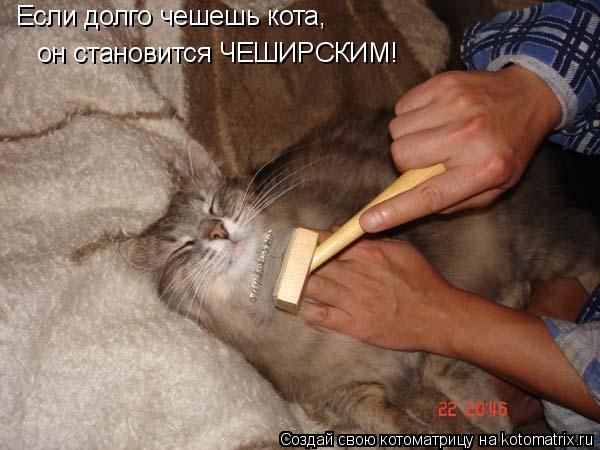он становится ЧЕШИРСКИМ! Если долго чешешь кота,... Котоматрица: он становится ЧЕШИРСКИМ! Если долго чешешь кота,