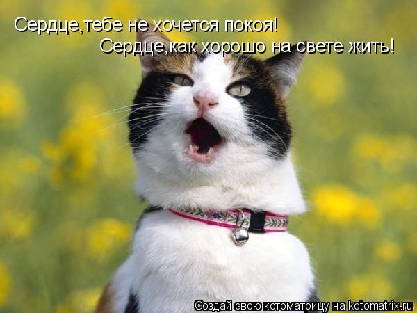 Сердце,тебе не хочется покоя! Сердце,как хорошо на свете жить!... Котоматрица: Сердце,тебе не хочется покоя! Сердце,как хорошо на свете жить!