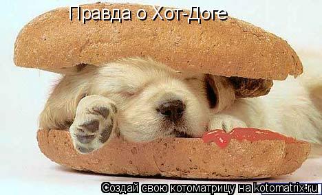 Правда о Хот-Доге... Котоматрица: Правда о Хот-Доге