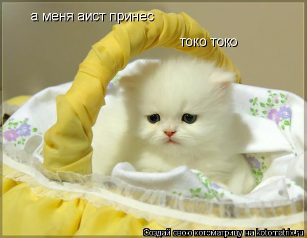 а меня аист принес токо токо... Котоматрица: а меня аист принес токо токо