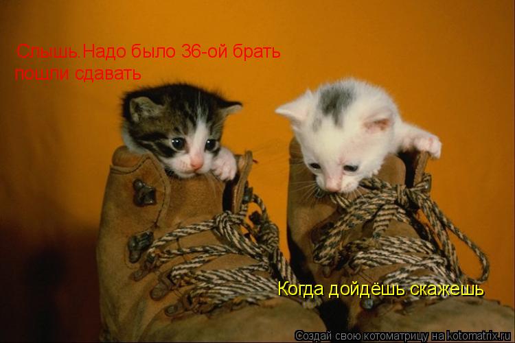 Слышь.Надо было 36-ой брать Ага, пошли сдавать пошли сдавать Когда дойдёшь скажешь... Котоматрица: Слышь.Надо было 36-ой брать Ага, пошли сдавать пошли сдавать Когда дойдёшь скажешь